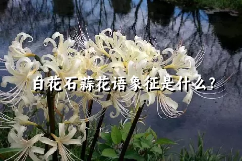 白花石蒜花语象征是什么？