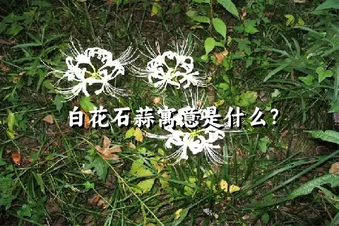 白花石蒜寓意是什么？