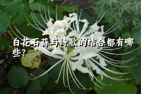 白花石蒜与诗歌的结合都有哪些？