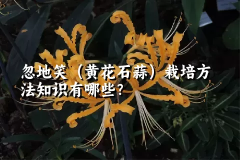 忽地笑（黄花石蒜）栽培方法知识有哪些？