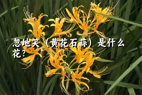 忽地笑（黄花石蒜）是什么花？