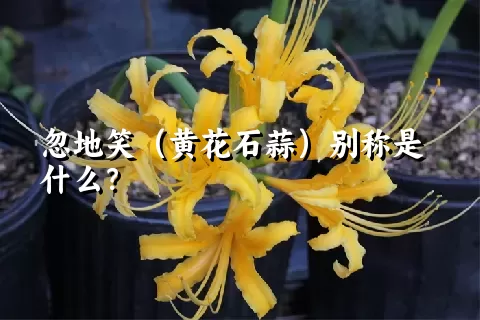 忽地笑（黄花石蒜）别称是什么？