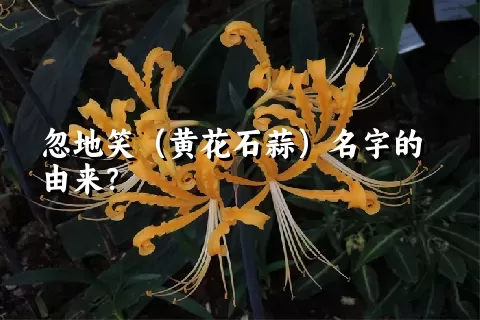 忽地笑（黄花石蒜）名字的由来？