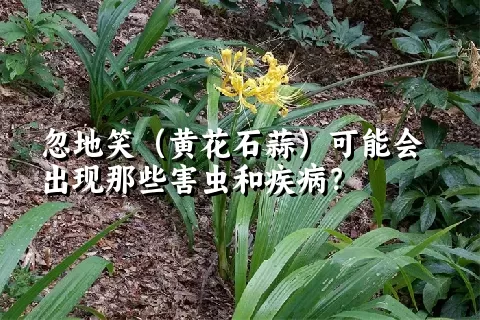 忽地笑（黄花石蒜）可能会出现那些害虫和疾病？