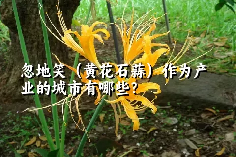 忽地笑（黄花石蒜）作为产业的城市有哪些？