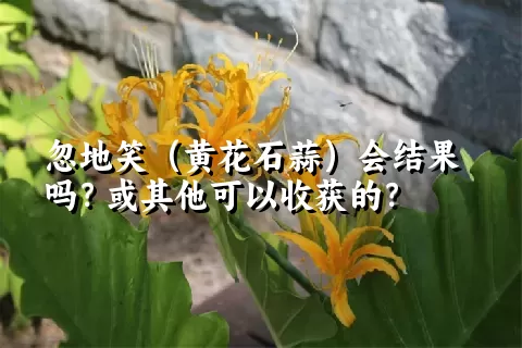 忽地笑（黄花石蒜）会结果吗？或其他可以收获的？