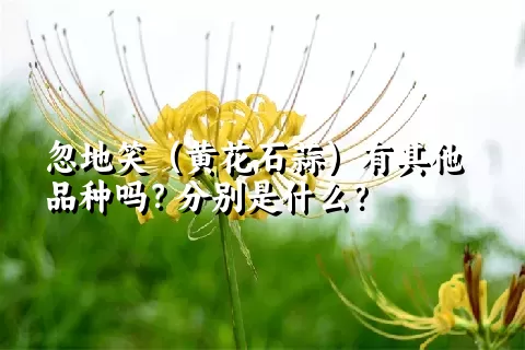 忽地笑（黄花石蒜）有其他品种吗？分别是什么？