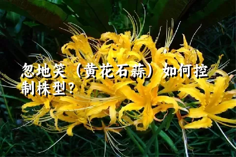 忽地笑（黄花石蒜）如何控制株型？