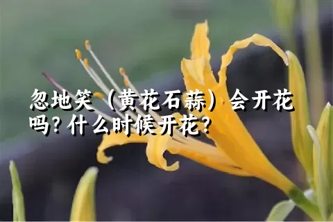 忽地笑（黄花石蒜）会开花吗？什么时候开花？