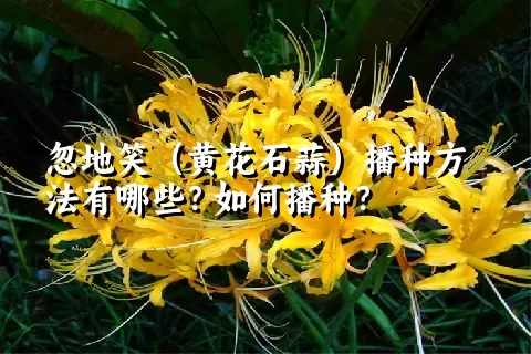 忽地笑（黄花石蒜）播种方法有哪些？如何播种？