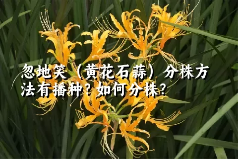 忽地笑（黄花石蒜）分株方法有播种？如何分株？