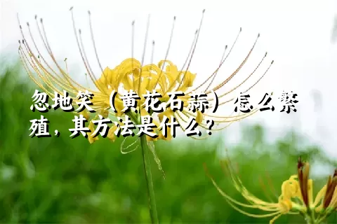 忽地笑（黄花石蒜）怎么繁殖，其方法是什么？