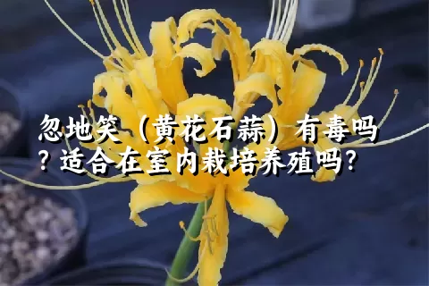 忽地笑（黄花石蒜）有毒吗？适合在室内栽培养殖吗？