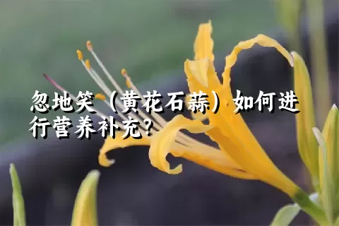 忽地笑（黄花石蒜）如何进行营养补充？