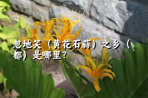 忽地笑（黄花石蒜）之乡（都）是哪里？