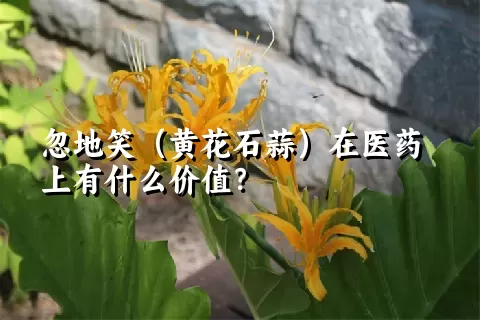 忽地笑（黄花石蒜）在医药上有什么价值？