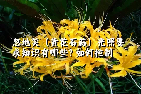 忽地笑（黄花石蒜）光照要求知识有哪些？如何控制