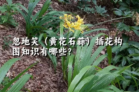 忽地笑（黄花石蒜）插花构图知识有哪些？