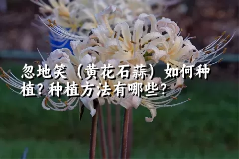 忽地笑（黄花石蒜）如何种植？种植方法有哪些？