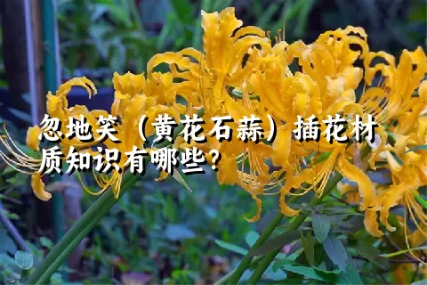 忽地笑（黄花石蒜）插花材质知识有哪些？