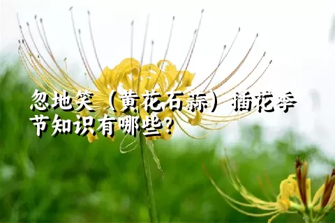 忽地笑（黄花石蒜）插花季节知识有哪些？