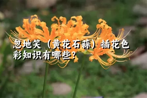 忽地笑（黄花石蒜）插花色彩知识有哪些？