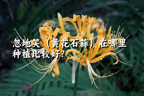 忽地笑（黄花石蒜）在哪里种植比较好？