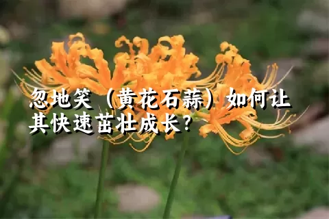 忽地笑（黄花石蒜）如何让其快速茁壮成长？