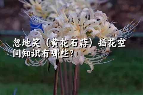 忽地笑（黄花石蒜）插花空间知识有哪些？