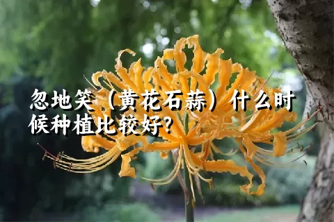 忽地笑（黄花石蒜）什么时候种植比较好？