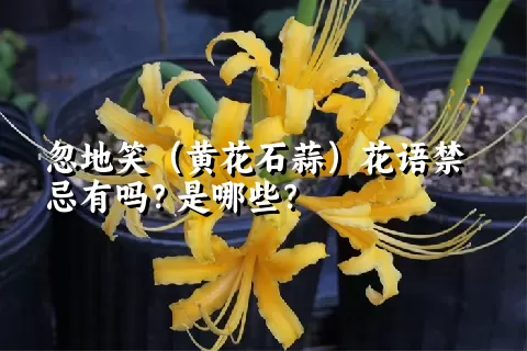 忽地笑（黄花石蒜）花语禁忌有吗？是哪些？