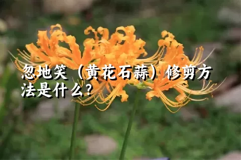 忽地笑（黄花石蒜）修剪方法是什么？