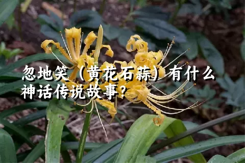 忽地笑（黄花石蒜）有什么神话传说故事？