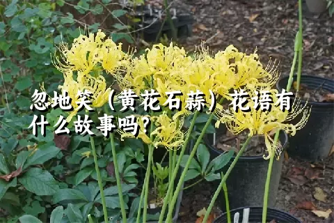 忽地笑（黄花石蒜）花语有什么故事吗？