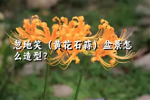 忽地笑（黄花石蒜）盆景怎么造型？