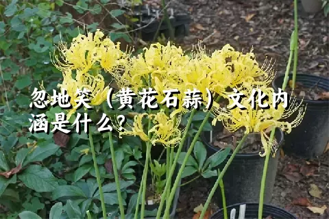 忽地笑（黄花石蒜）文化内涵是什么？