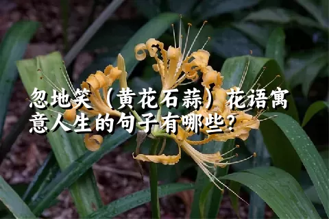 忽地笑（黄花石蒜）花语寓意人生的句子有哪些？