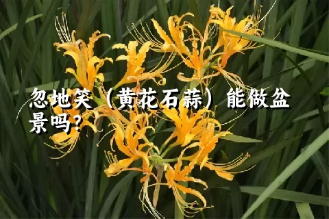 忽地笑（黄花石蒜）能做盆景吗？