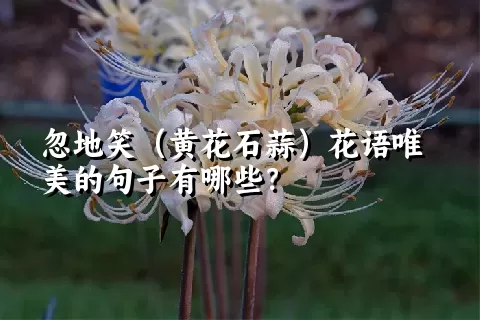 忽地笑（黄花石蒜）花语唯美的句子有哪些？