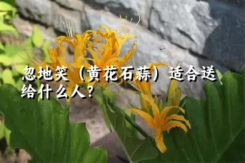 忽地笑（黄花石蒜）适合送给什么人？