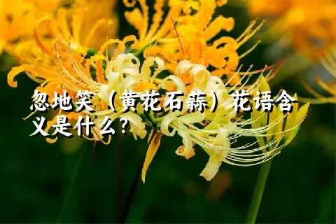 忽地笑（黄花石蒜）花语含义是什么？