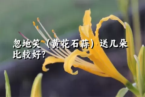 忽地笑（黄花石蒜）送几朵比较好？