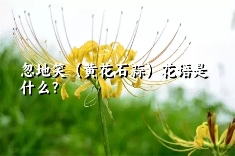 忽地笑（黄花石蒜）花语是什么？