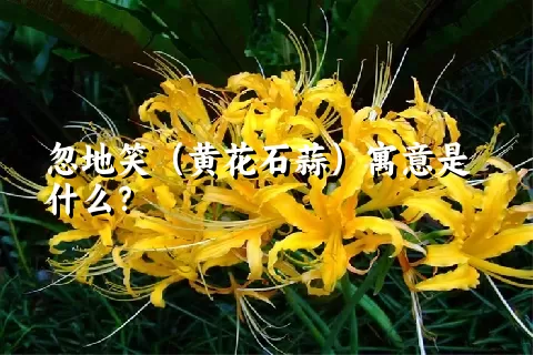 忽地笑（黄花石蒜）寓意是什么？