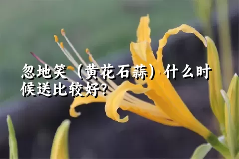 忽地笑（黄花石蒜）什么时候送比较好？