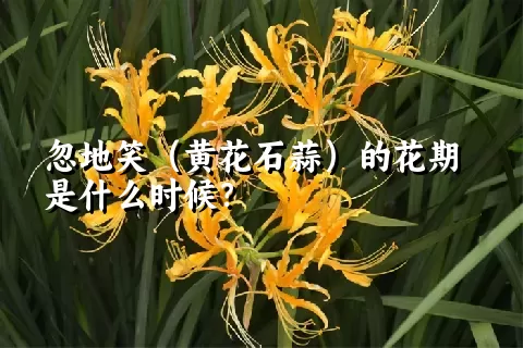 忽地笑（黄花石蒜）的花期是什么时候？