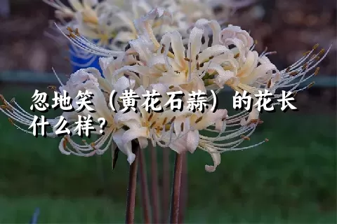 忽地笑（黄花石蒜）的花长什么样？