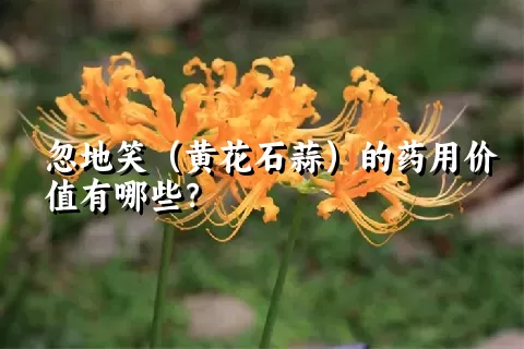 忽地笑（黄花石蒜）的药用价值有哪些？