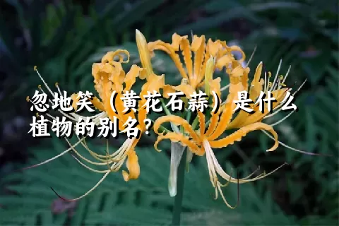 忽地笑（黄花石蒜）是什么植物的别名？