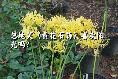 忽地笑（黄花石蒜）喜欢阳光吗？